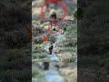 ¡EL OSO NO ESPERABA ESTA REACCIÓN!