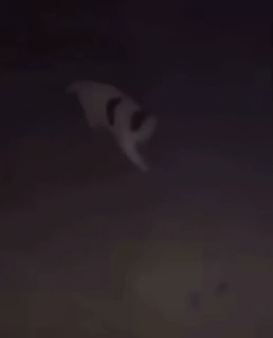 Hitler cat
