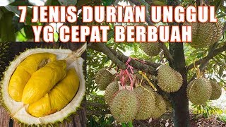 VO - 7 Jenis Durian Unggul cepat berbuah yang paling banyak di Cari by Kok Ka Lai