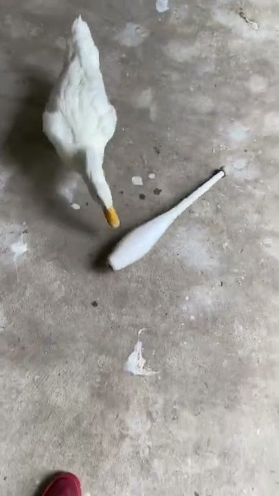 #shorts 🔥🤬 I get around 🌀 #duck #cute #animalsoftiktok #juggling 🤹🏻‍♀️