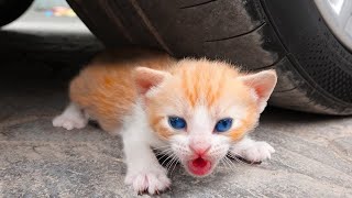 Попробуй не засмеяться 😍 Самые смешные видео о кошках и собаках года 😹🐶 Часть 24