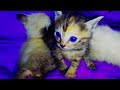 Anak Kucing Kampung Tidur Di Selimut | Dada Didi Dudu