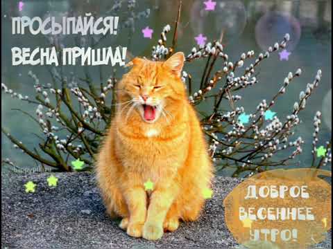 Доброе весеннее утро. Просыпайся весна пришла.