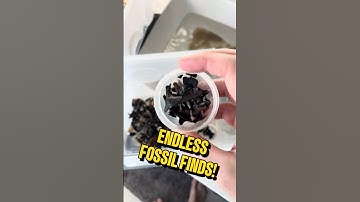 INSANE Fossil Finds From the Calvert Cliffs! #fossilhunting