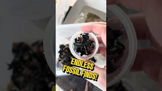 Insane Fossil Finds From The Calvert Cliffs