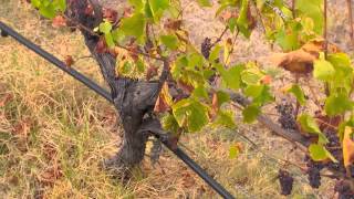 The Garden Gurus - Grape Vines, Care and Maintenance for Best Results