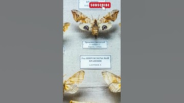 The First Computer Bug Was a Moth – Here