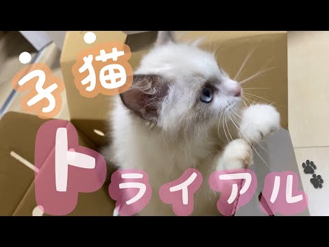 生後3ヶ月のラグドールをトライアルしてみた