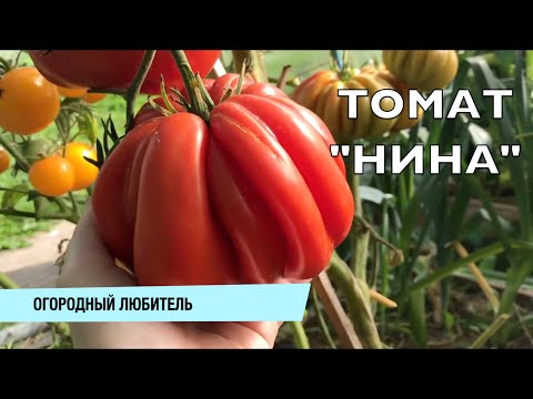 Помидоры нина описание сорта фото отзывы