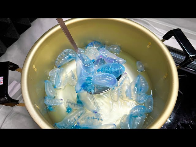 ツノスン カツオノエボシ D-ATTACK Let's make soup with DEADLY ELECTRIC JELLYFISH!【ENG SUB