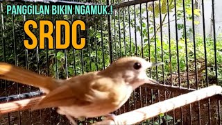 BUKTIKAN EMOSINYA.!! PANGGILAN SRDC MEMANCING EMOSI, PANCINGAN SRDC BIAR CEPAT BUNYI