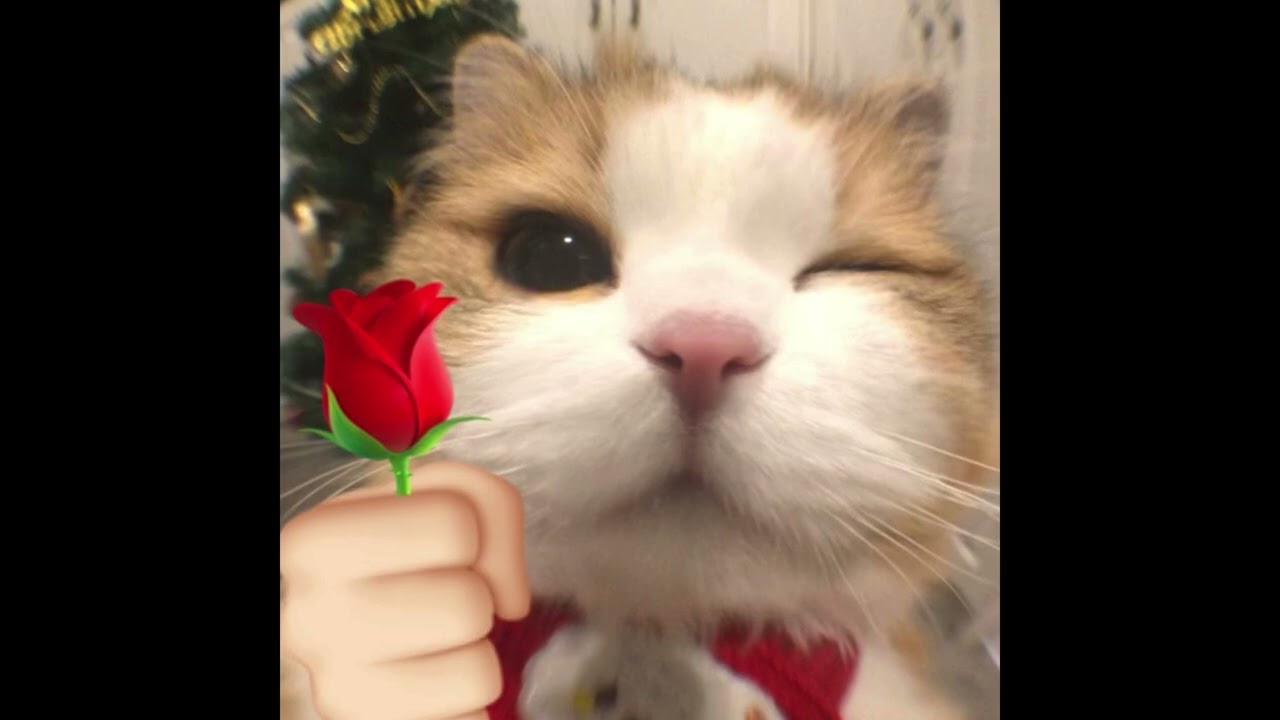 [FREE] jssr x lil shine x pluggnb type beat | “Transient”