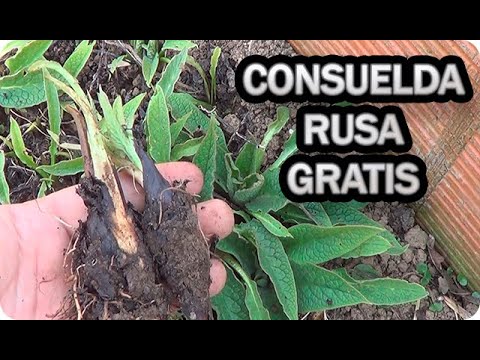 Video: Consuelda Dura