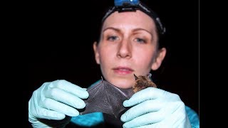 Bats: White Nose Syndrome