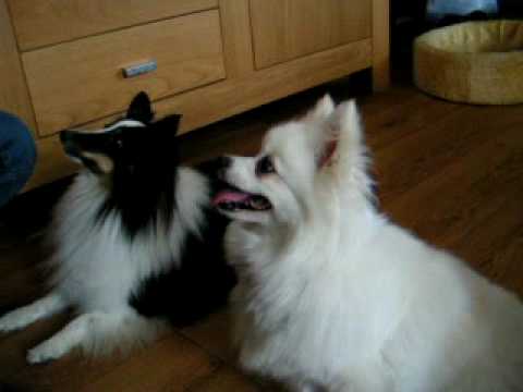 pomeranian doing tricks sheltie and pomeranian doing tricks pomeranian doing tricks sheltie and pomeranian doing tricks