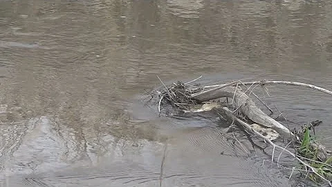 Iowa DNR pushes for AG to get involved with Nishnabotna spill, fish kill