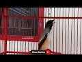 Cendet Super Speed Tembakan Rapat Materi Lovebird Kenari Gereja Sogon Kolibri Mp3 - Mp4 Download