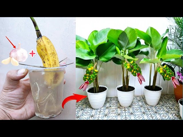 Banana plant grafting techniques | Best way to grow banana tree class=