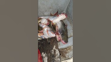 Câu Cá Basa Bội Thu #shorts