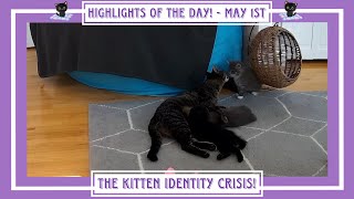 The Kitten Identity Crisis!   Highlights of the Day!  May 1st.