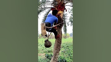 How Date Palm Juice Is Extracted #shorts
