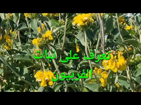 تعرف على نبات الفربيون