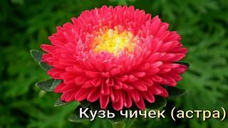 Чечеклернинъ адлары (Название цветков на крымскотатарском языке)