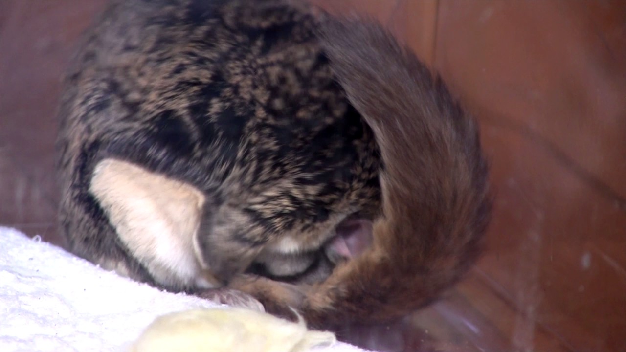 What to do with a Flying Squirrel in your attic? YouTube