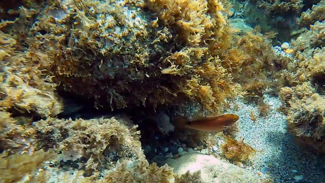 Symphodus mediterraneus