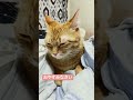 #kpop #treasure #nctdream #kpopsongs #nct #cat #にゃんグラム #cute #matercat #猫のいる暮らし
