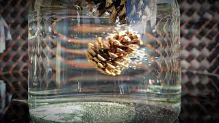 aesthetic fall relaxing / mindfulness slowmotion video HD 240 / 960 fps slowmo S 23 ULTRA