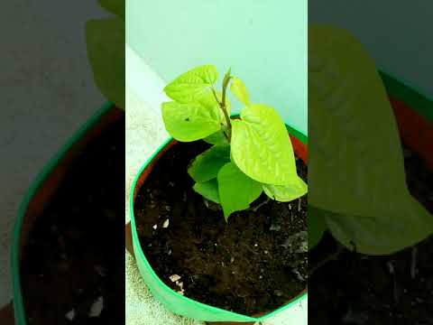 How to start Terrence gardening