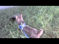 Pixie Bob Cat Walking on a Leash の動画、YouTube動画。