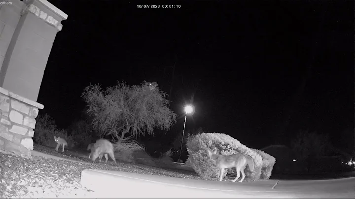 One Javelina Three Coyotes