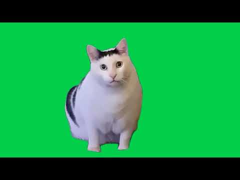 Huh Cat Meme Green Screen / Ha Diyen Kedi Yeşil Perde #shorts #cat