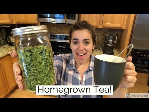 Fig Leaf Tea | Harvest, Preservation and Taste Test