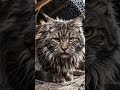 horror cat