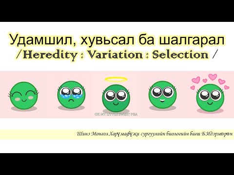 Видео: Байгалийн шалгарал хэнд нөлөөлдөг вэ?