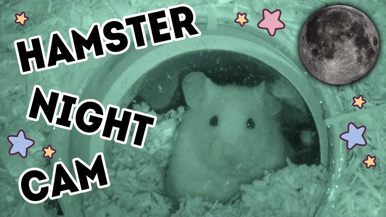 Hamster cam live