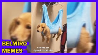 Belmiro Memes: Dublagens de animais engraçados - Episódio 131