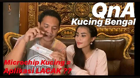 Video 9558431: kucing bengal, bengal catlover, bengal cattery