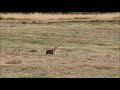 Lisy polujące/ Foxes hunting