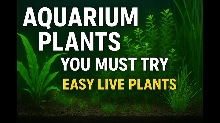 Aquarium Plants You MUST Try. Easy Live Plants. Best Beginner Plants for Any Aquarium No CO₂ No Fuss
