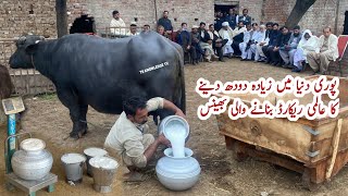 New World Record 36.950 Kg Milk /Day Live Milking of Mastani Buffalo of Haji Iftikhar Ahmed Bagri Sb