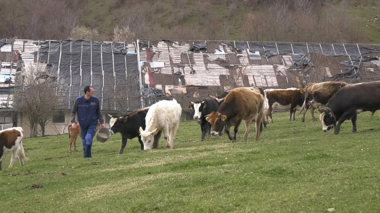 - KUPIO STO DUNUMA ZEMLJE I ZASNOVAO FARMU KRAVA I BIKOVA