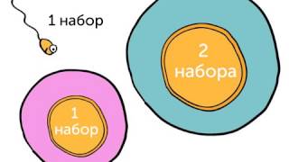 Генетика 101, часть 3: откуда берутся ваши гены?