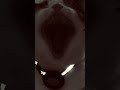 cat roars