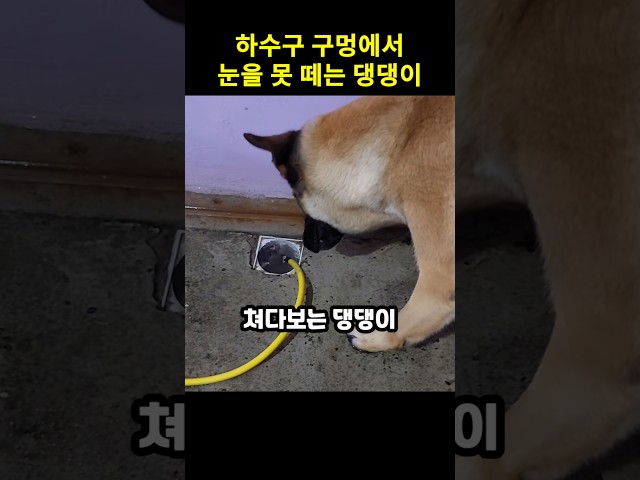 하수구 구멍에서 눈을 못 떼는 댕댕이
