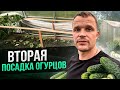 Сажаем огурцы на второй оборот.