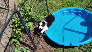 Daisy x Scorch 6 weeks pool challenge and play time
